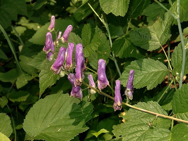 prilbica moldavská Aconitum moldavicum Hacq. ex Rchb.