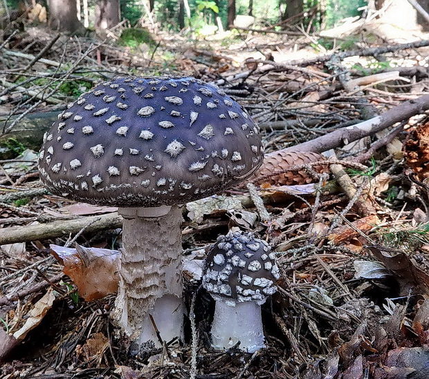 muchotrávka hrubá Amanita excelsa (Fr.) Bertill.