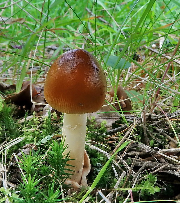 muchotrávka plavohnedá Amanita fulva Fr.