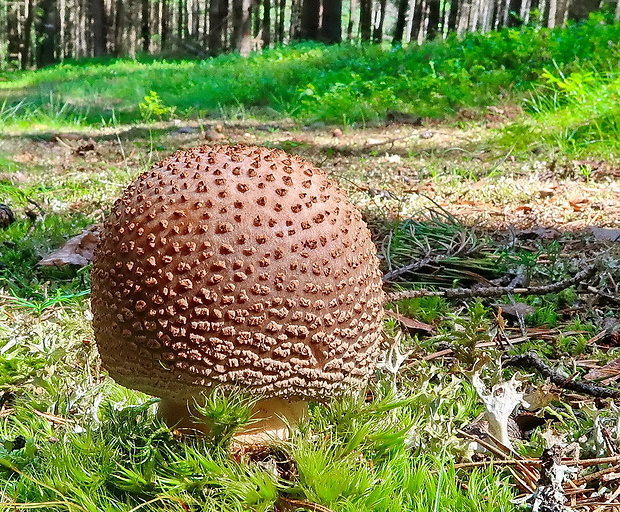 muchotrávka červenkastá Amanita rubescens Pers.