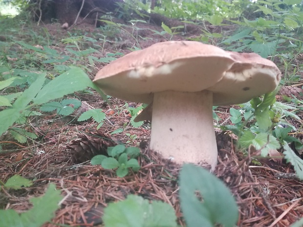 hríb smrekový Boletus edulis Bull.