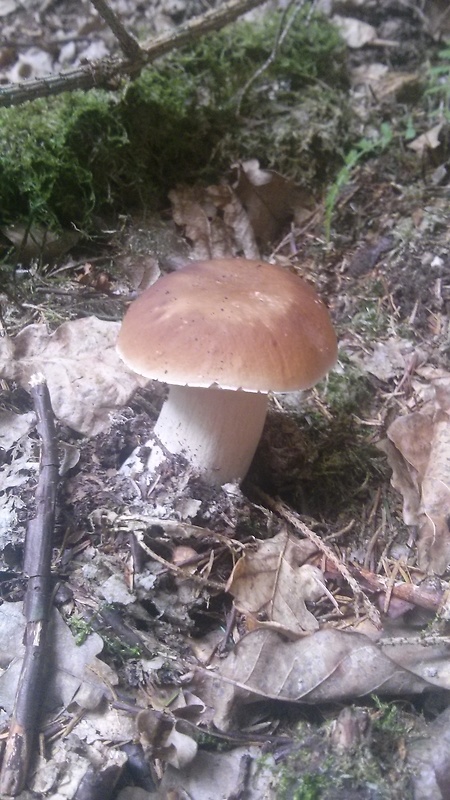 hríb smrekový Boletus edulis Bull.