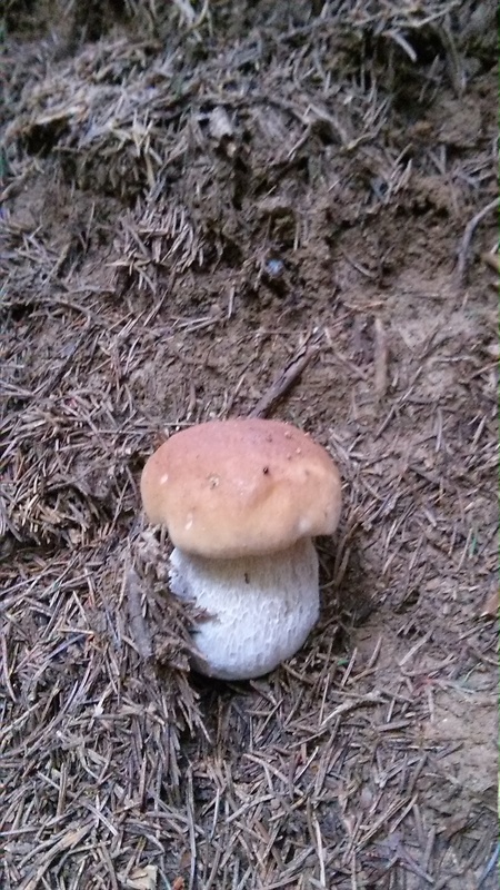 hríb smrekový Boletus edulis Bull.