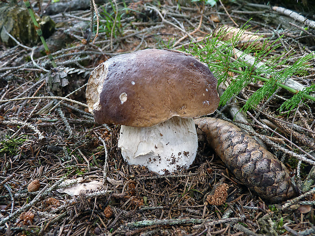 hríb smrekový Boletus edulis Bull.