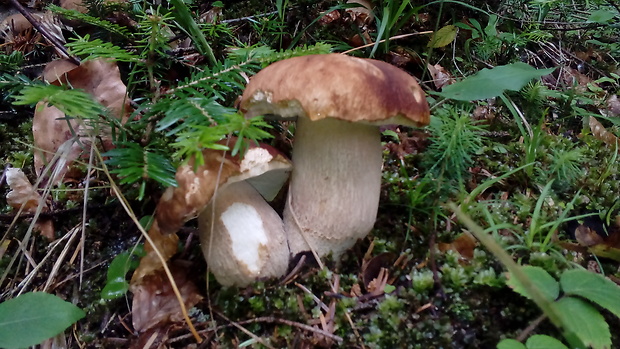 hríb sosnový Boletus pinophilus Pil. et Dermek in Pil.