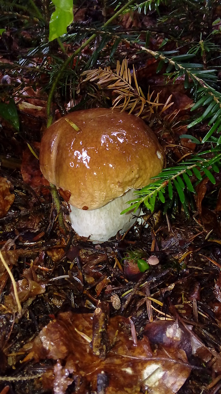 hríb sosnový Boletus pinophilus Pil. et Dermek in Pil.