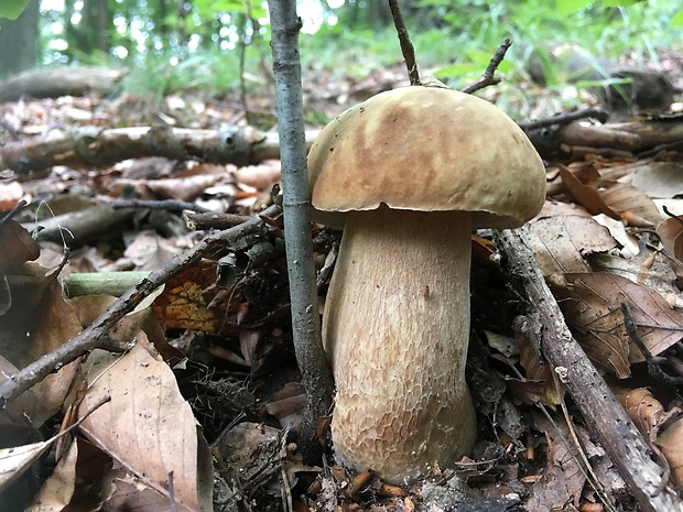 hríb dubový Boletus reticulatus Schaeff.