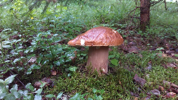 hríb dubový Boletus reticulatus Schaeff.