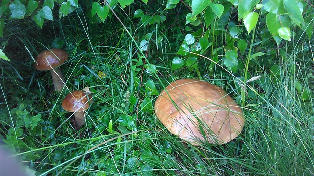 hríb dubový Boletus reticulatus Schaeff.