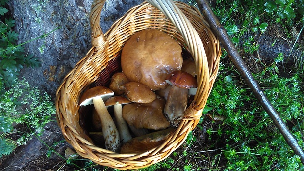 hríb dubový Boletus reticulatus Schaeff.