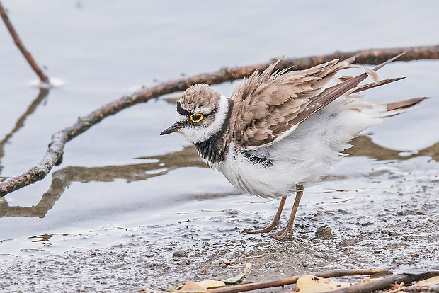 kulík riečny   Charadrius dubius