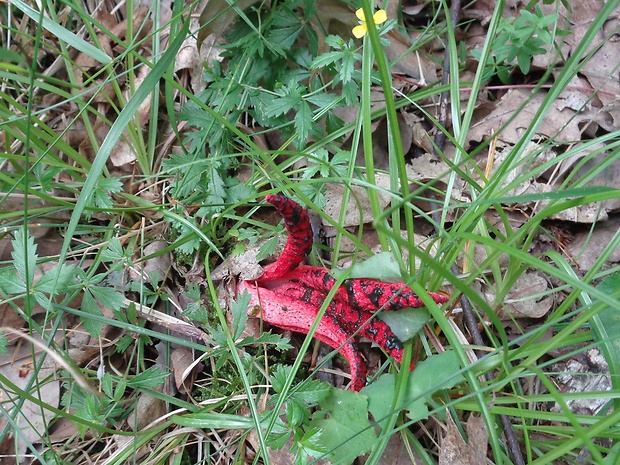 mrežovka kvetovitá Clathrus archeri (Berk.) Dring