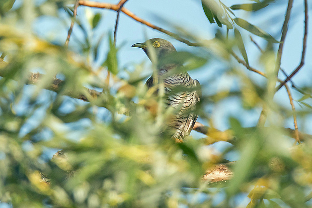 kukučka jarabá   Cuculus canorus