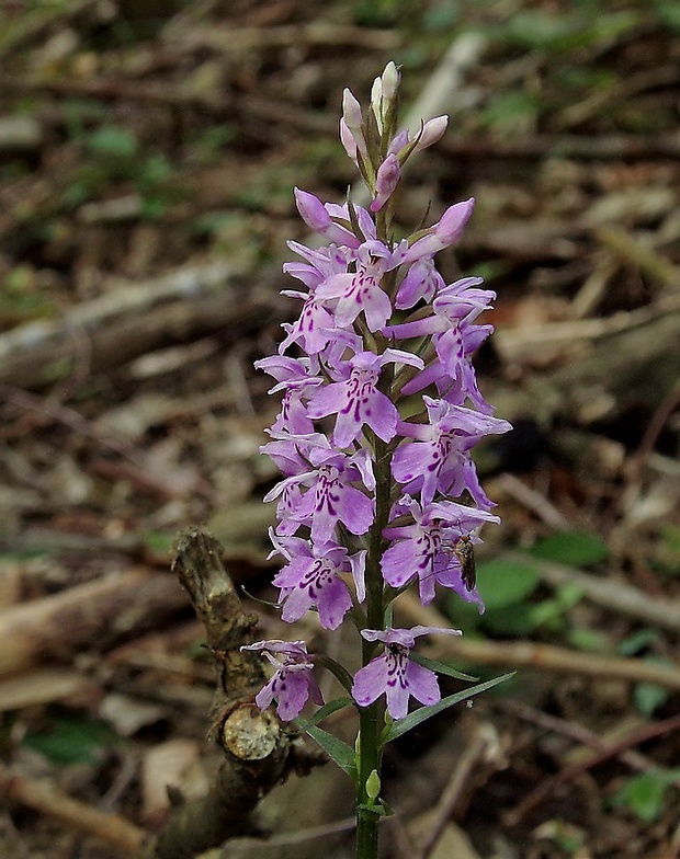 vstavačovec fuchsov pravý Dactylorhiza fuchsii subsp. fuchsii (Druce) Soó