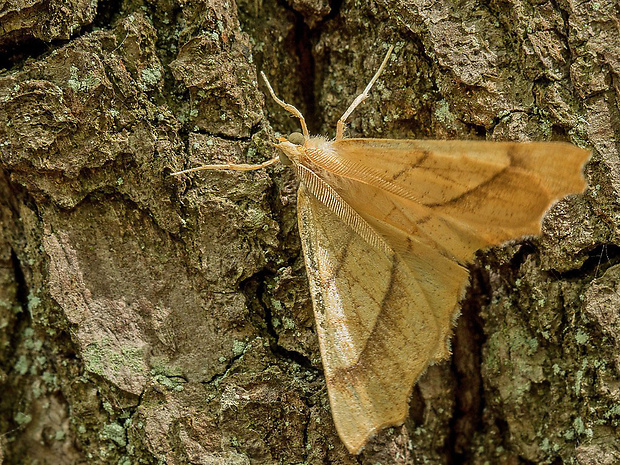 listnatka dubová  Ennomos quercinaria