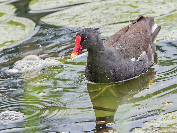 sliepočka vodná   Gallinula chloropus