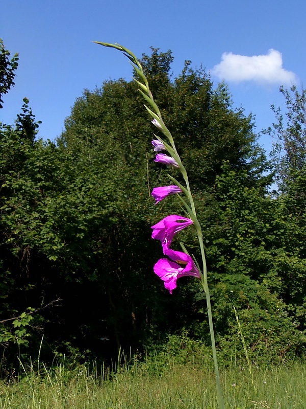 mečík škridlicovitý Gladiolus imbricatus L.