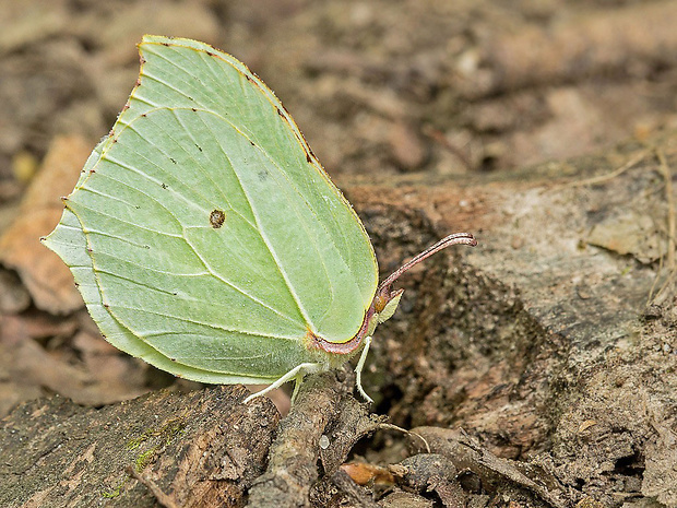 žltáčik rašetliakový  Gonepteryx rhamni