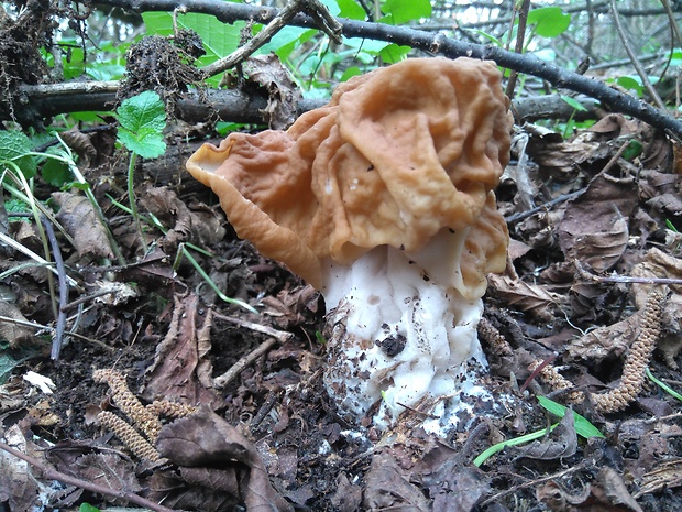 ušiak obrovský Gyromitra gigas (Krombh.) Cooke