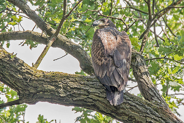 orliak morský   Haliaeetus albicilla