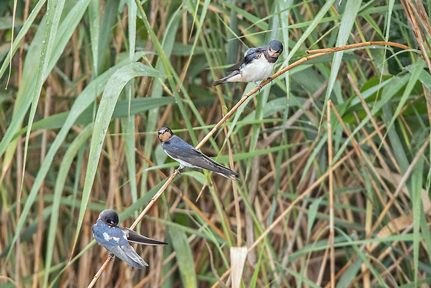 lastovička domová   Hirundo rustica