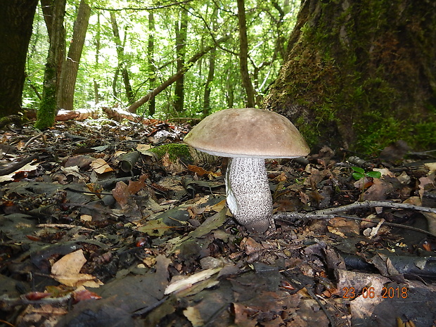 kozák topoľový Leccinum duriusculum (Schulzer ex Kalchbr.) Singer