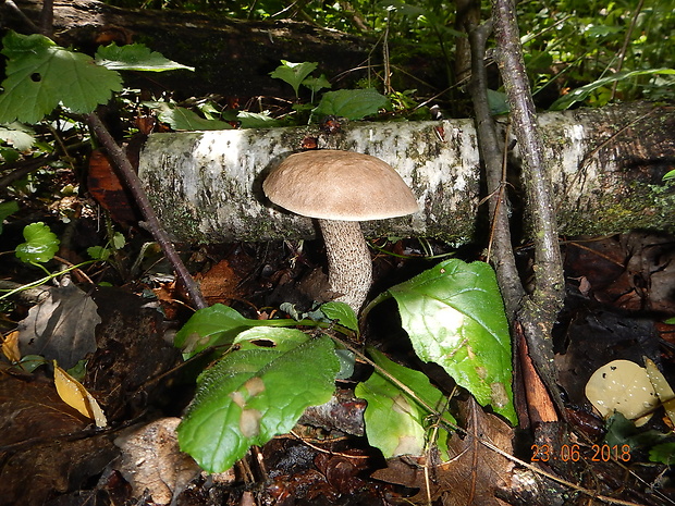 kozák topoľový Leccinum duriusculum (Schulzer ex Kalchbr.) Singer