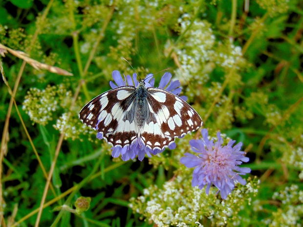 očkáň timotejkovy Melanargia galathea