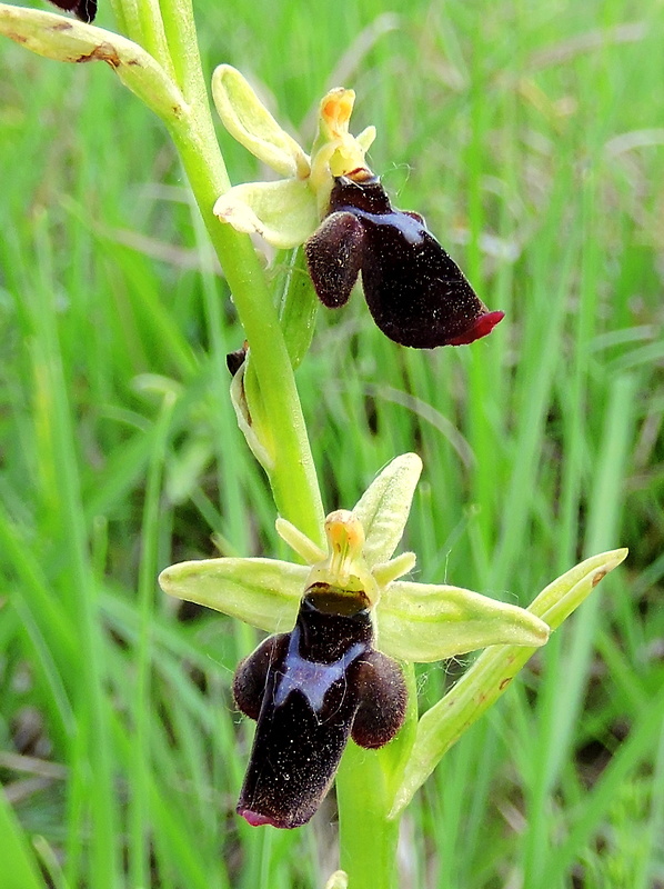 hmyzovník Ophrys holubyana x Ophrys insectifera