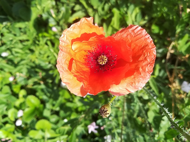 mak vlčí Papaver rhoeas L.