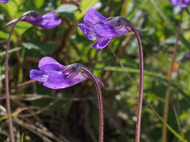 tučnica obyčajná Pinguicula vulgaris L.