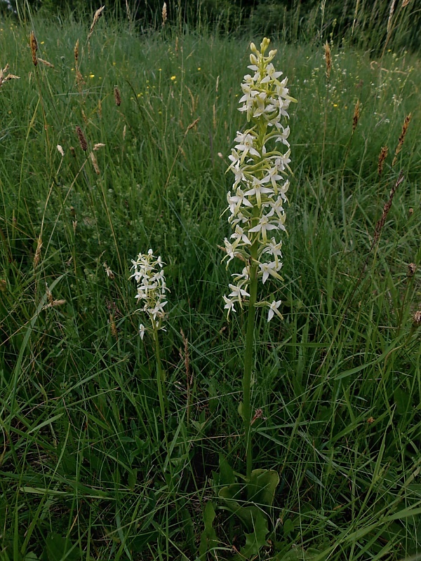 vemenník dvojlistý Platanthera bifolia (L.) Rich.