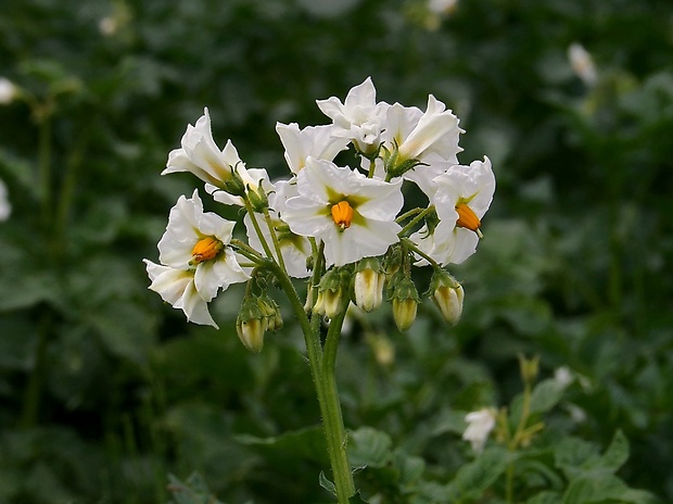 ľuľok zemiakový Solanum tuberosum L.