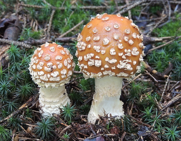 muchotrávka kráľovská Amanita regalis (Fr.) Michael