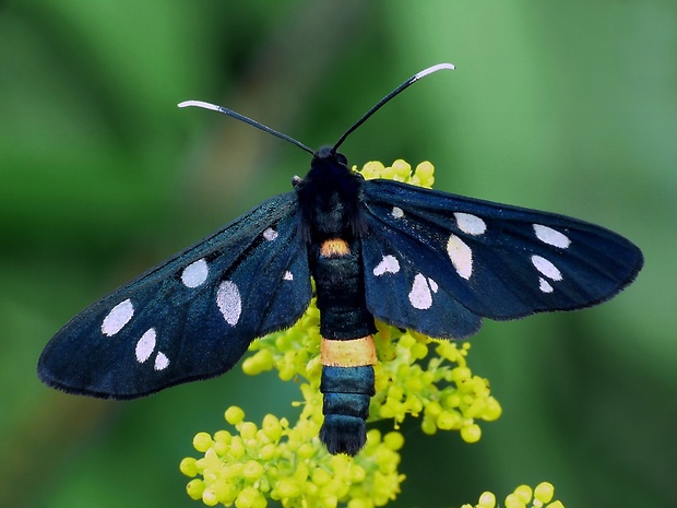 bieloškvrnáč púpavcový (sk) / běloskvrnáč pampeliškový (cz) Amata phegea Linnaeus, 1758