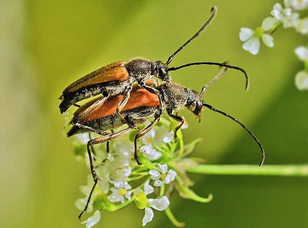 fuzáč Anastrangalia dubia kopulácia