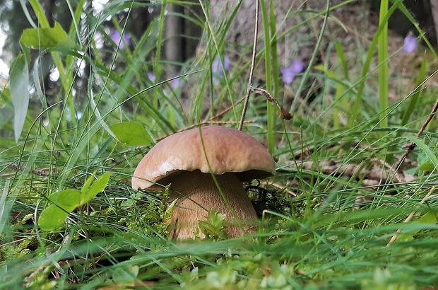 hríb smrekový Boletus edulis Bull.