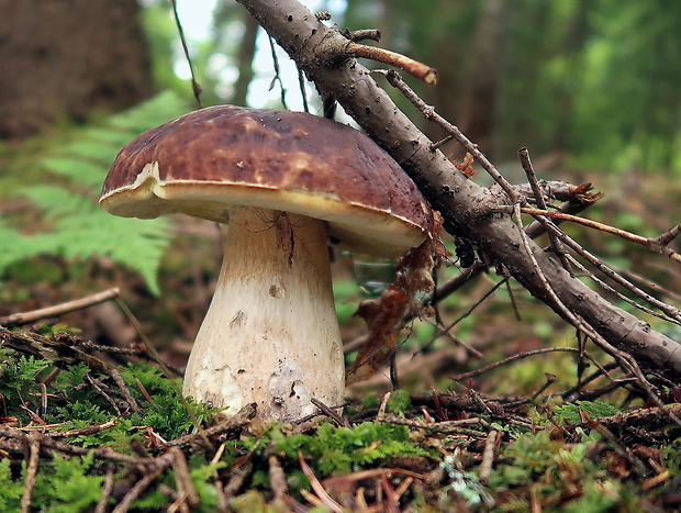 hríb smrekový Boletus edulis Bull.