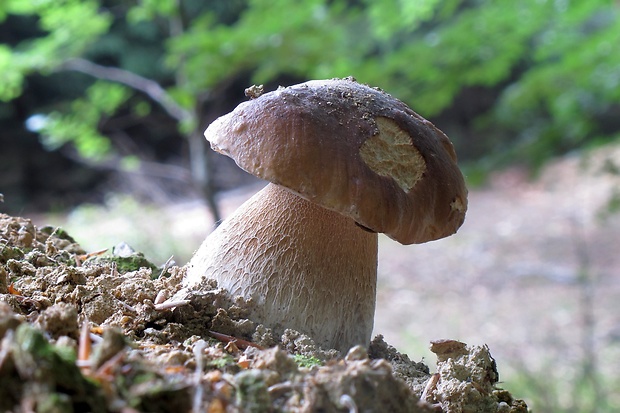 hríb smrekový Boletus edulis Bull.