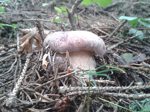 hríb smrekový Boletus edulis Bull.