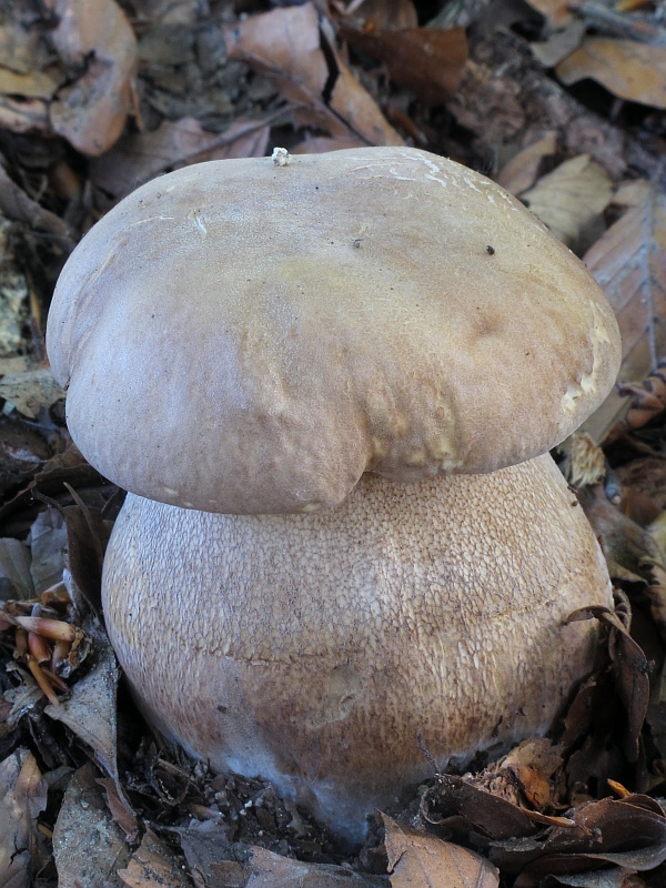 hríb dubový Boletus reticulatus Schaeff.