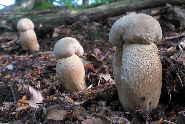 hríb dubový Boletus reticulatus Schaeff.