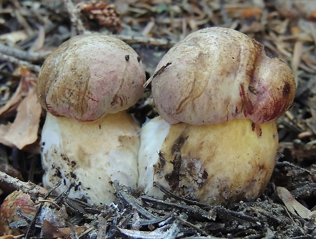 hríb sivoružový Butyriboletus roseogriseus (J. Šutara, M. Graca, M. Kolarík, V. Janda & M. Kríž) Vizzini & Gelardi