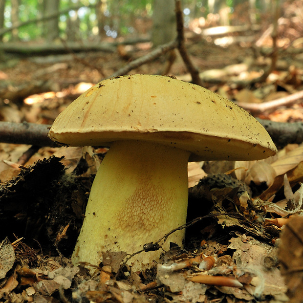 hríb horský Butyriboletus subappendiculatus (Dermek, Lazebn. & J. Veselský) D. Arora & J.L. Frank