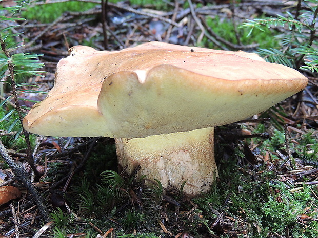 hríb horský Butyriboletus subappendiculatus (Dermek, Lazebn. & J. Veselský) D. Arora & J.L. Frank