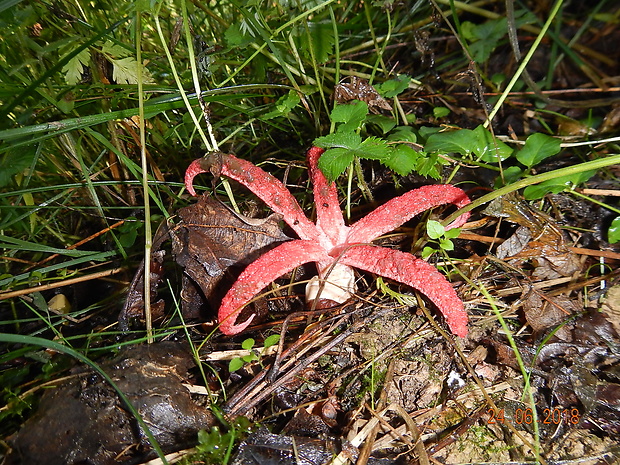 mrežovka kvetovitá Clathrus archeri (Berk.) Dring