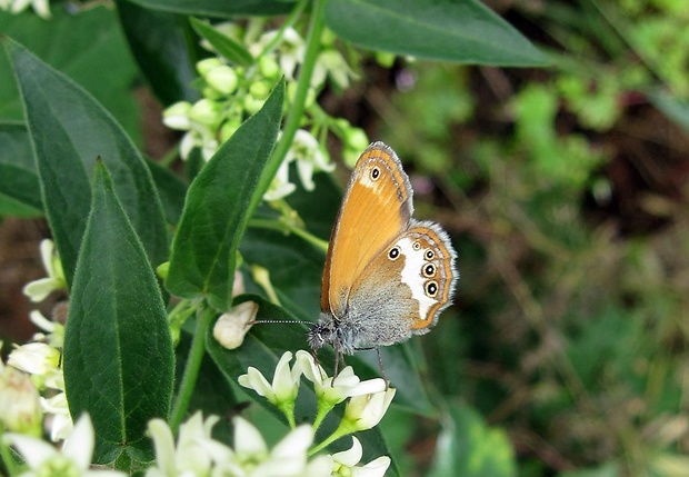 očkáň medničkový Coenonympha arcania L., 1761