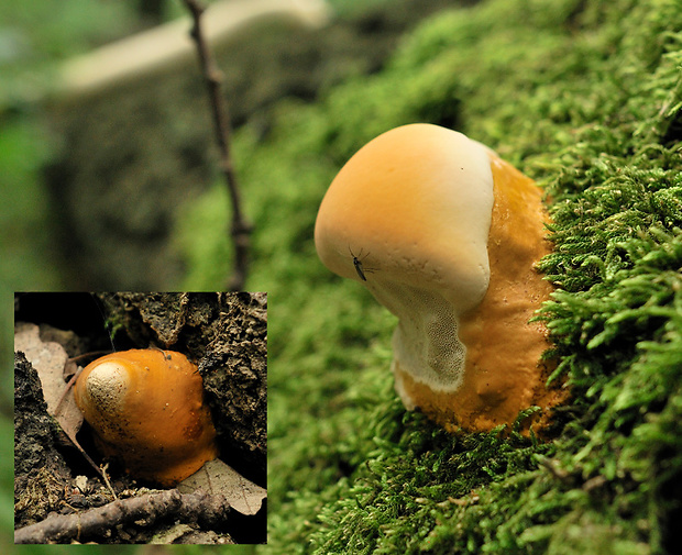 lesklokôrovka Ganoderma sp.