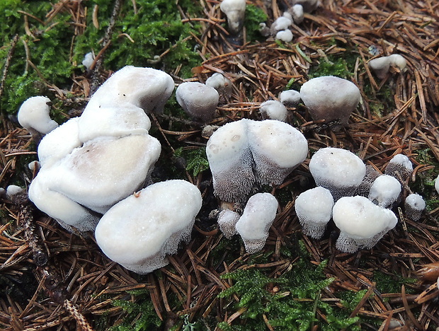 jelenkovka voňavá Hydnellum suaveolens (Scop.) P. Karst.