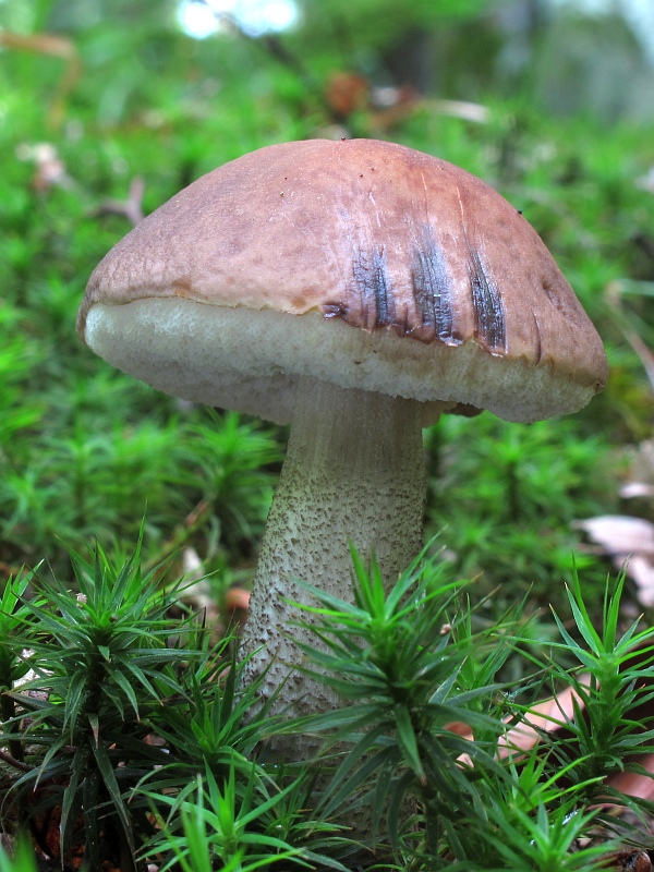 kozák brezový Leccinum scabrum (Bull.) Gray